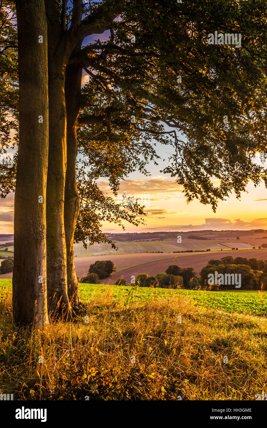 Sonnenuntergang über der Nord Wessex Downs in Wiltshire. Stockfoto