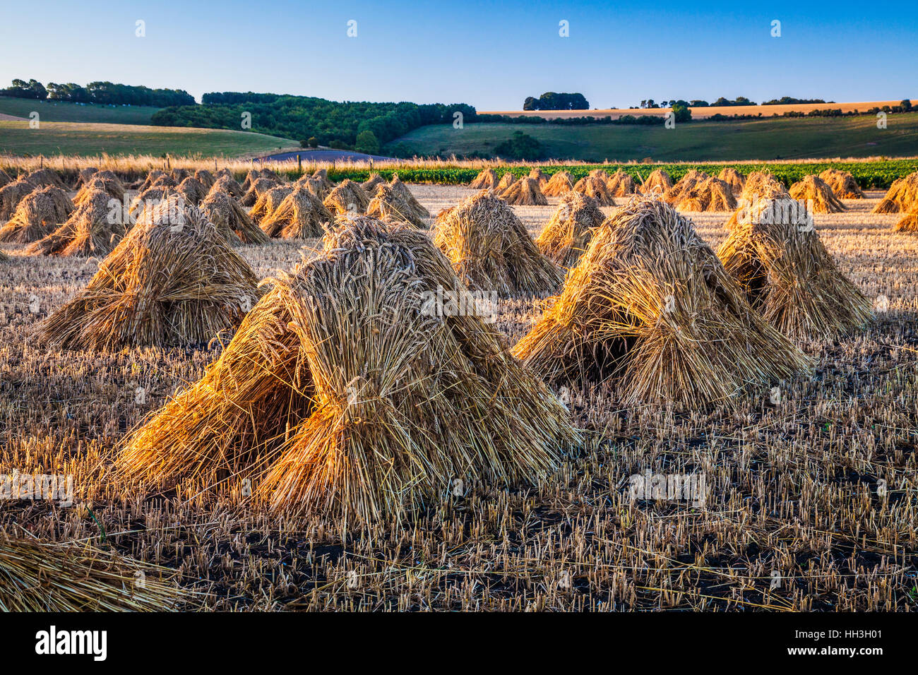 Traditionelle Stooks von Weizen in einem Feld in Wiltshire, UK. Stockfoto