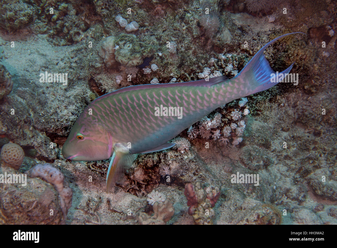 Longnose Papageienfisch, Hipposcarus Harid, Scaridae, Sharm el Sheikh, Rotes Meer, Ägypten Stockfoto