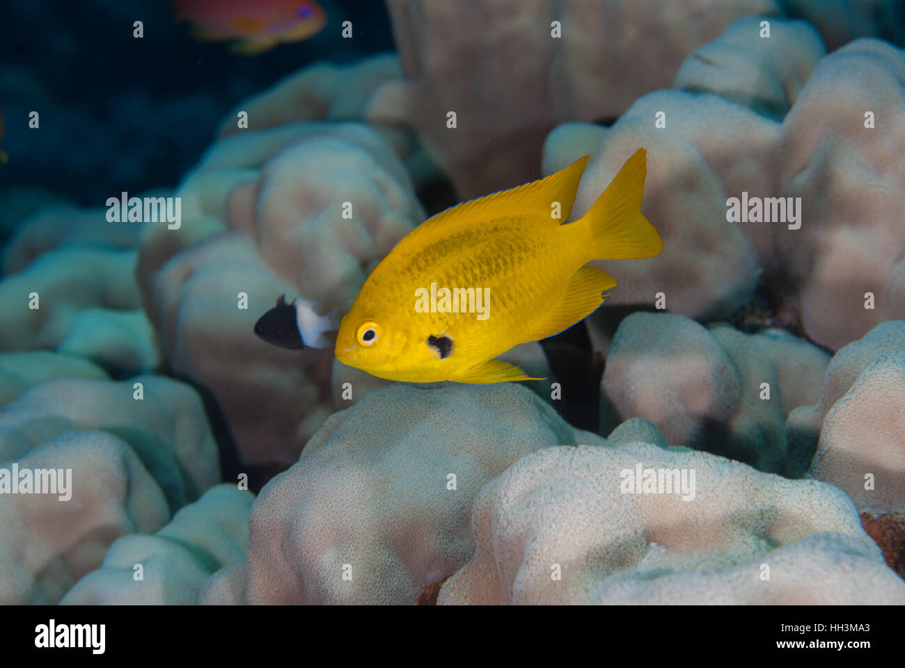 Zitrone-Maid, Pomacentrus Sulfureus, Pomacentridae, Sharm el Sheikh, Rotes Meer, Ägypten Stockfoto