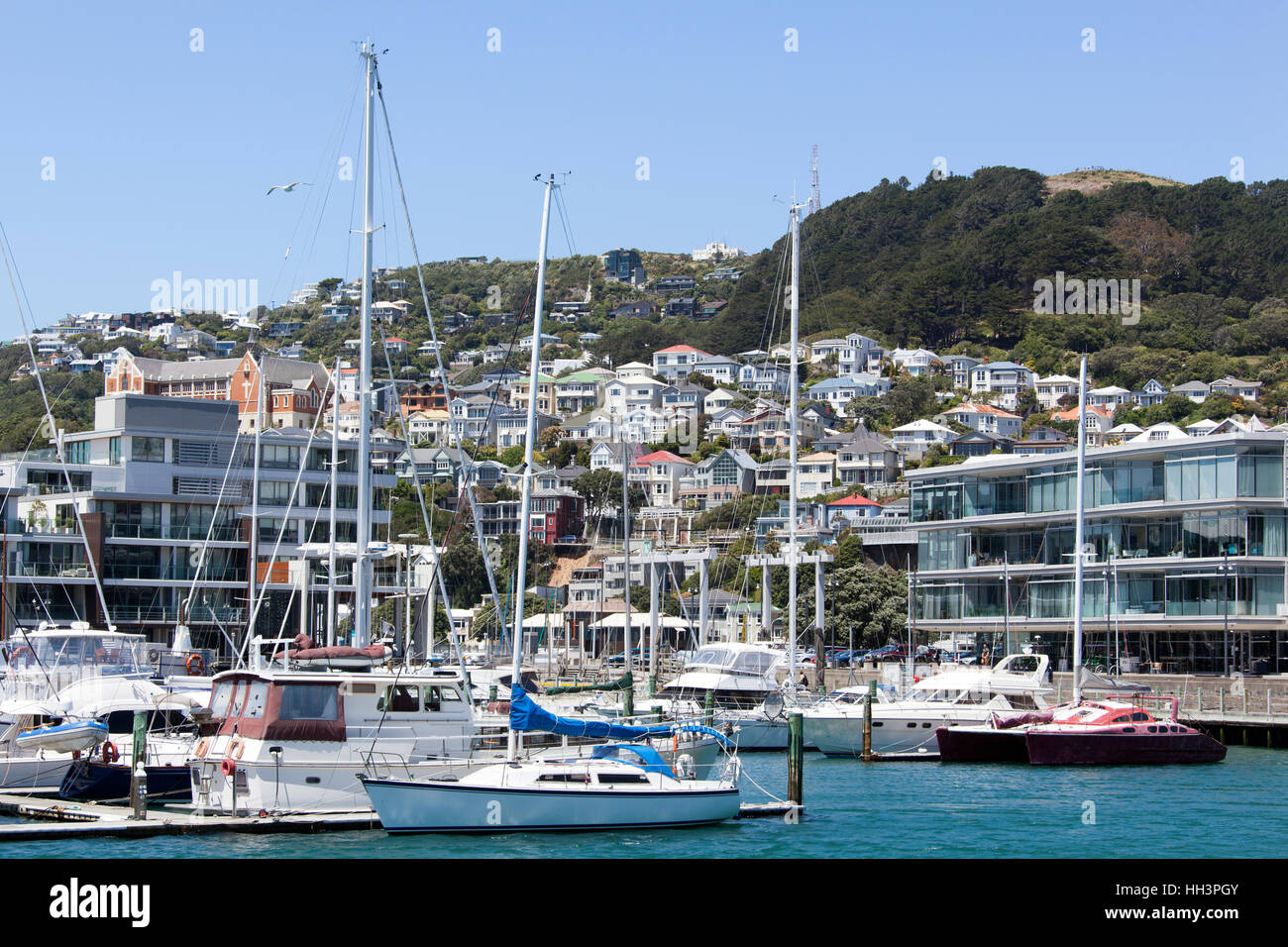 Der Blick auf den Yachthafen mit Mount Victoria hinter (Wellington, Neuseeland). Stockfoto