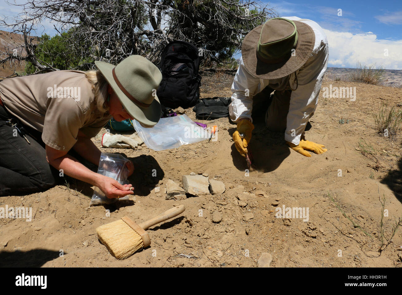 Paläontologen graben Fossilien von Dinosauriern Knochen Utah Great Basin desert Wissenschaftler Stockfoto