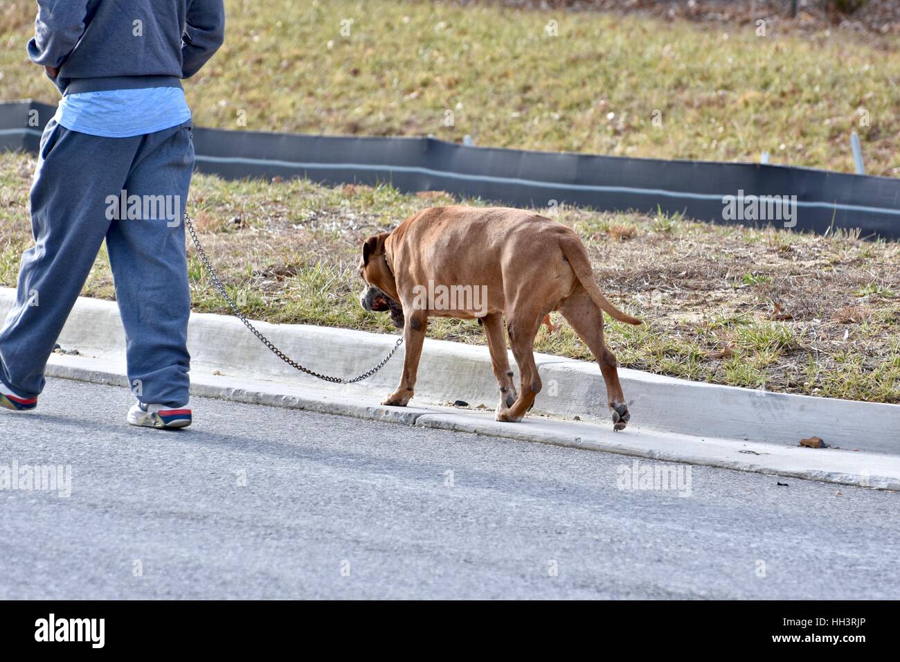Ein Mann geht seinen Pitbull an der Leine Stockfoto
