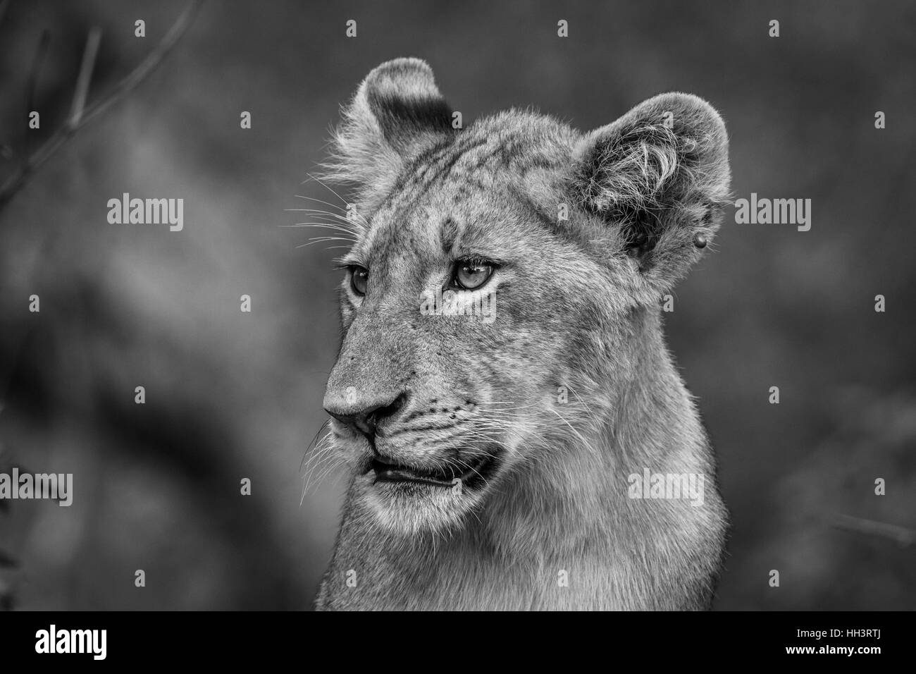 Seitenprofil ein Löwenjunges in schwarz und Whtie im Kruger National Park, Südafrika. Stockfoto