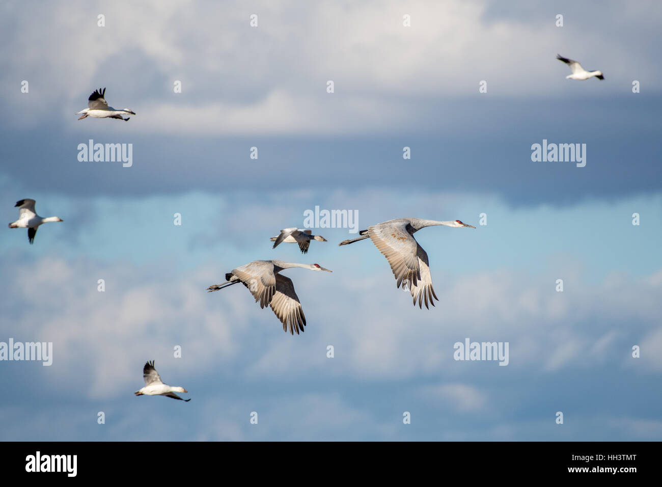 Schneegänse (Chen Caerulescens), Ladd S. Gordon Wasservögel Management Area, New Mexico, USA fliegen. Stockfoto