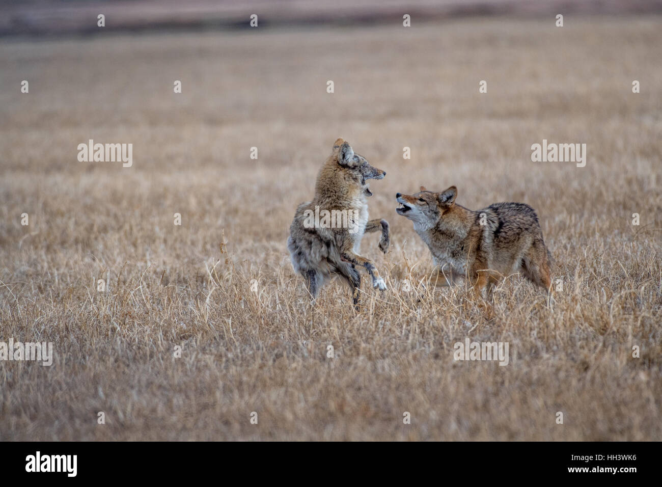 Kojoten, (Canis Latrans), Mutter und Welpe fast angebaut.  Der Welpe hatte von einem Hund angegriffen worden / Coyote ein paar Wochen früher Stockfoto