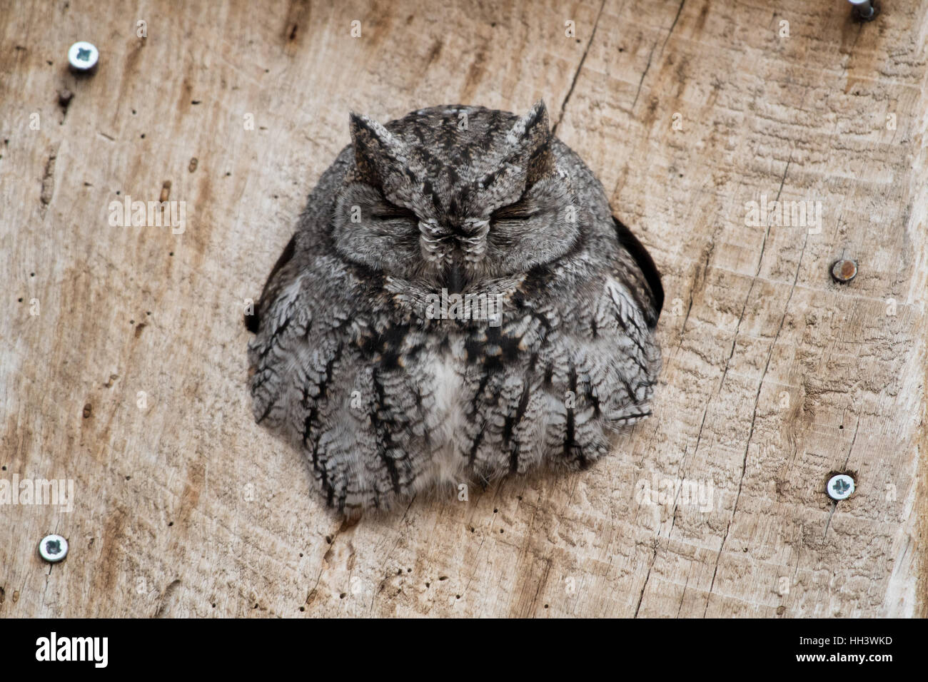 Westliche Screech-Eule, (Megascops Kennicottii), in einem Nistkasten.  Los Poblanos Felder Freifläche, Albuquerque, New Mexico, USA. Stockfoto