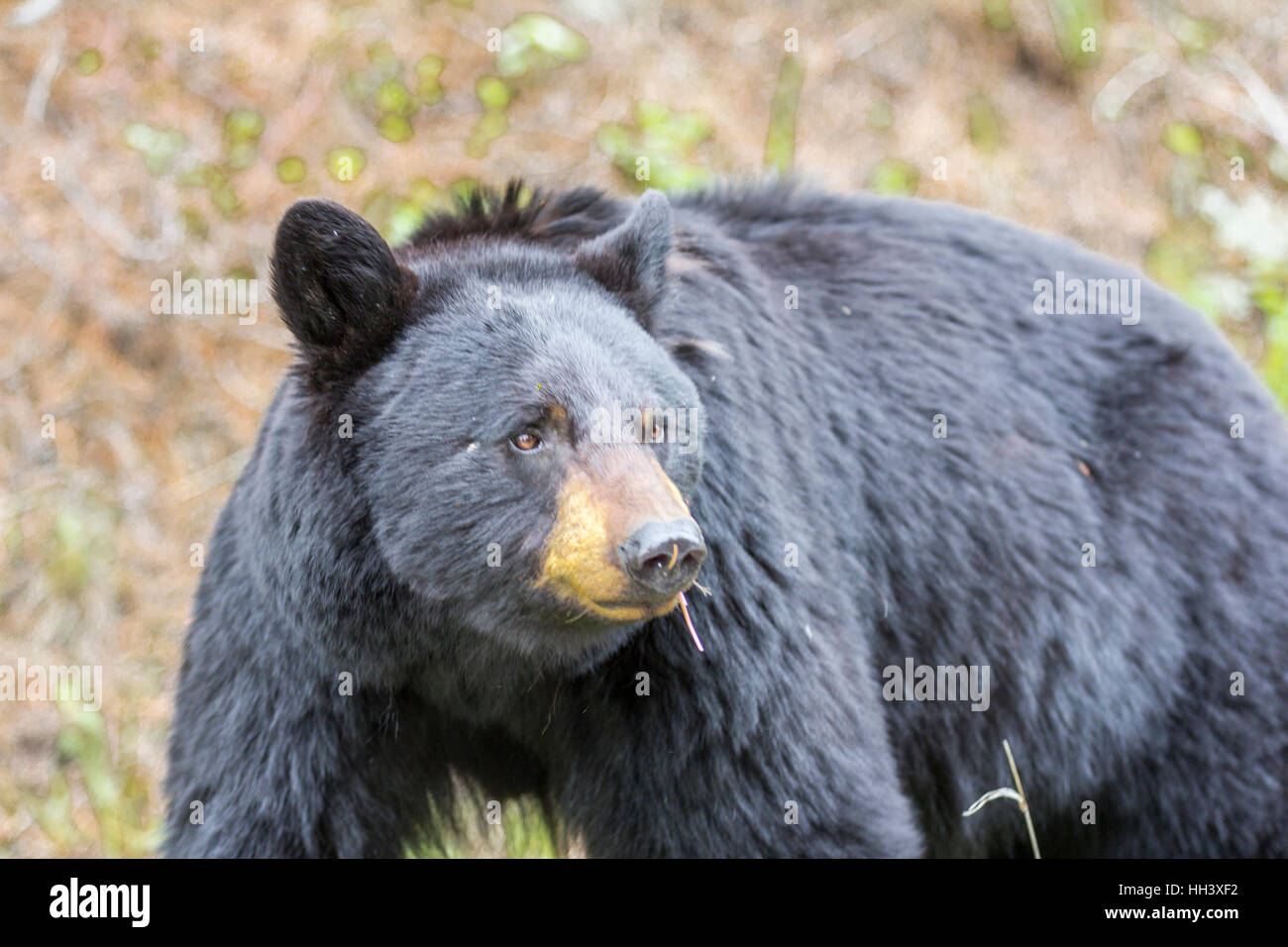 Amerika Schwarzbär Jagd in den Wäldern Stockfoto