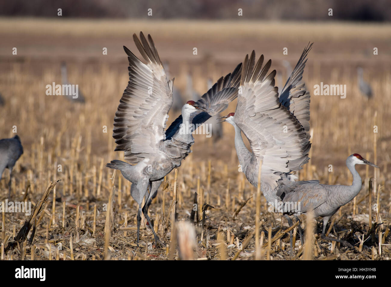 Mehr Kraniche, (Grus Canadensis Tabida), Kampf um Mais.  Ladd S. Gordon Wasservögel Management Area, New Mexico. Stockfoto