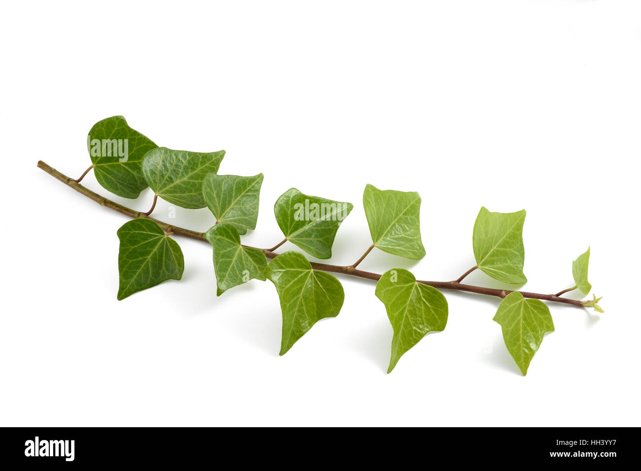 Ivy Branch isoliert auf weißem Hintergrund Stockfoto