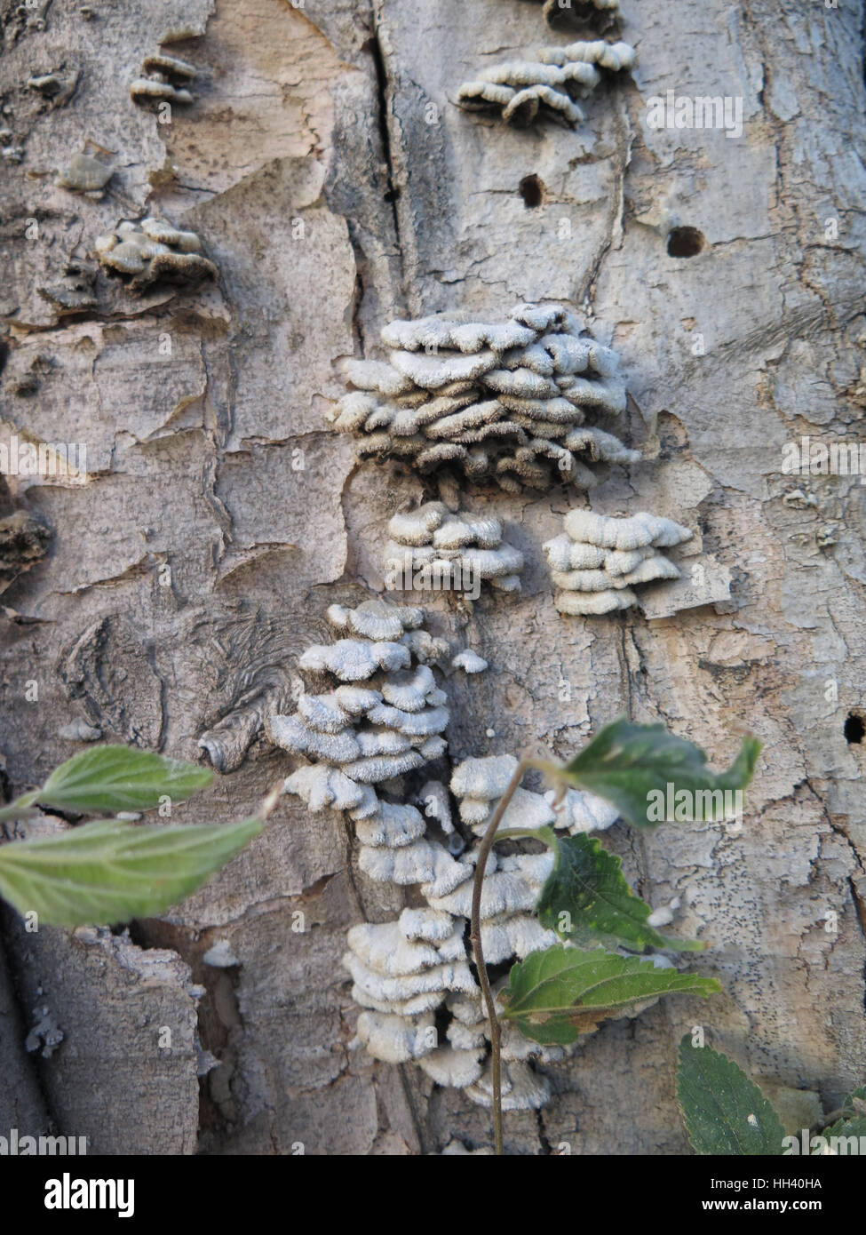 Nahaufnahme der kleine ungenießbare Pilze am Baum Stockfoto