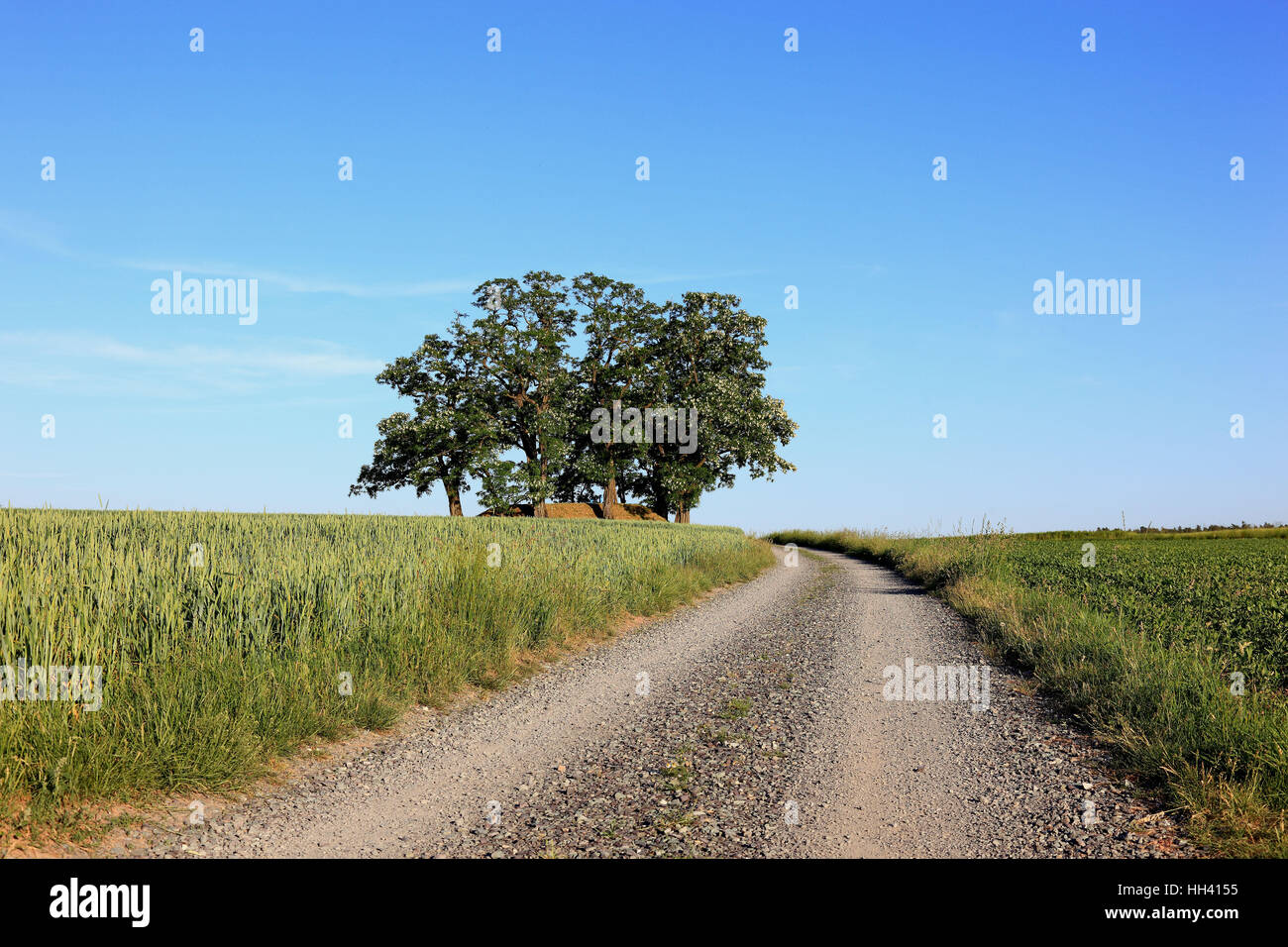 Baum-Gruppe in einem Feld Landschaft mit einem Feldweg, Robinie, Naturdenkmal, Landkreis Kulmbach, Oberfranken, Bavar Stockfoto