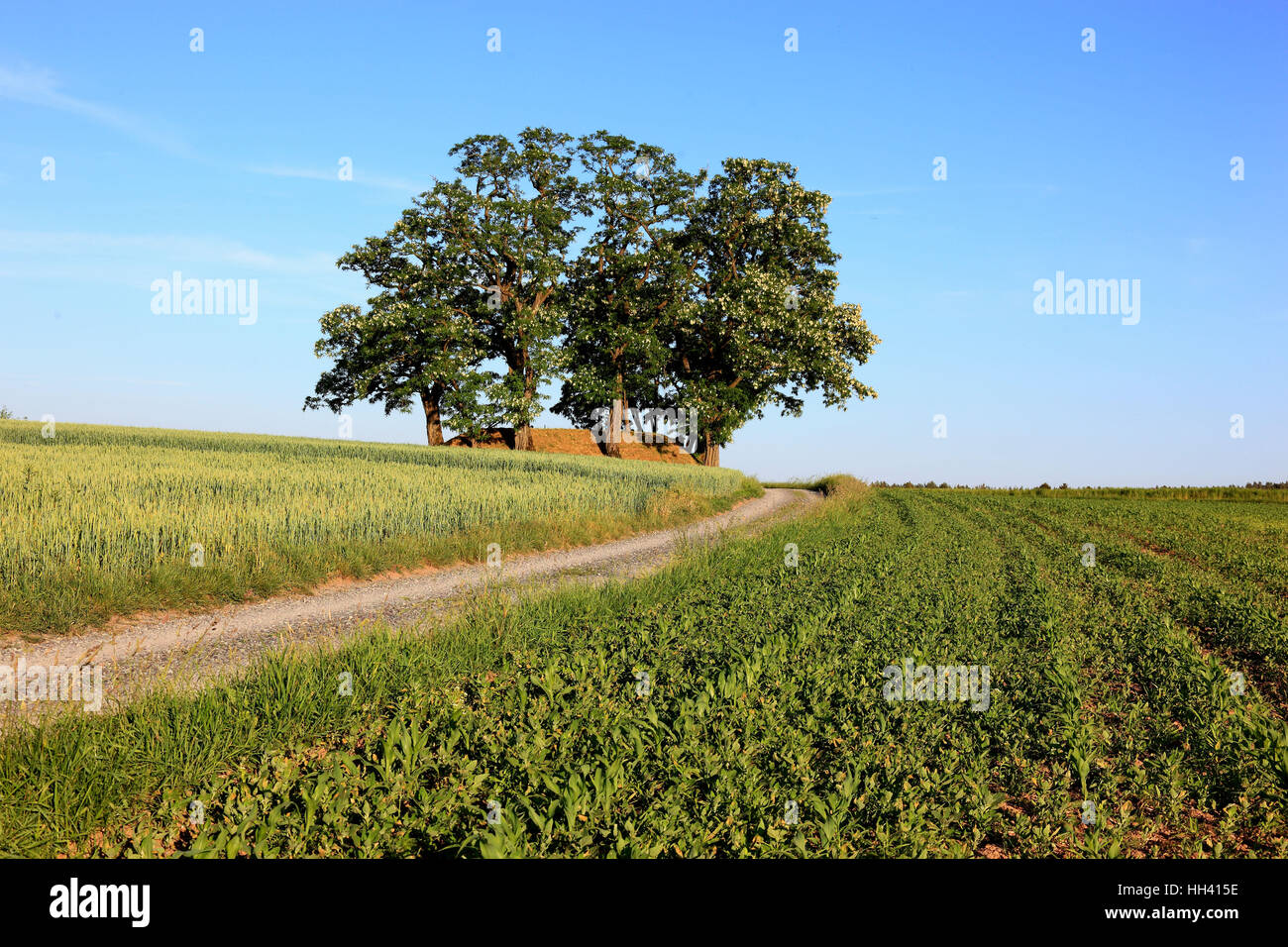 Baum-Gruppe in einem Feld Landschaft mit einem Feldweg, Robinie, Naturdenkmal, Landkreis Kulmbach, Oberfranken, Bavar Stockfoto