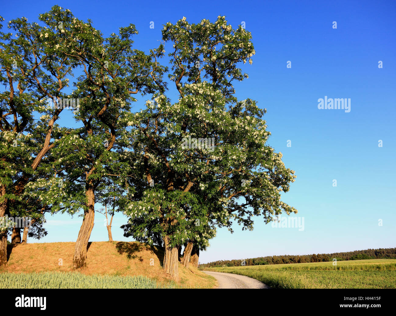 Baum-Gruppe in einem Feld Landschaft mit einer unbefestigten Straße, Robinie Bäume, Naturdenkmal, Bezirk von Kulmbach, Upper Franconia, Bayern, Deutschland Stockfoto