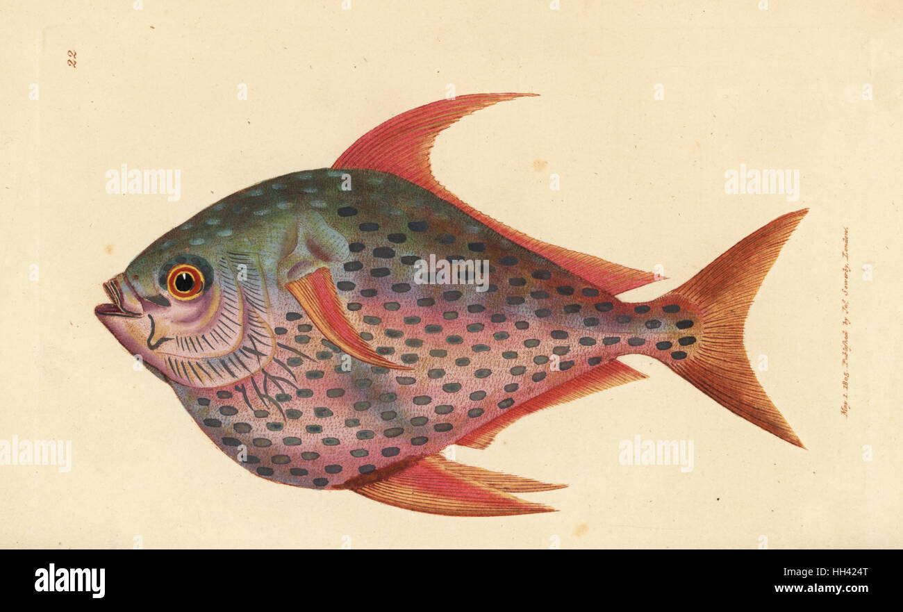 Opah, Lampris Guttatus (Zeus Opah). Handkoloriert Kupferstich von James Sowerby von The British Miscellany oder farbigen Figuren neue, seltene oder wenig bekannte Tier Probanden, London, 1804. Stockfoto