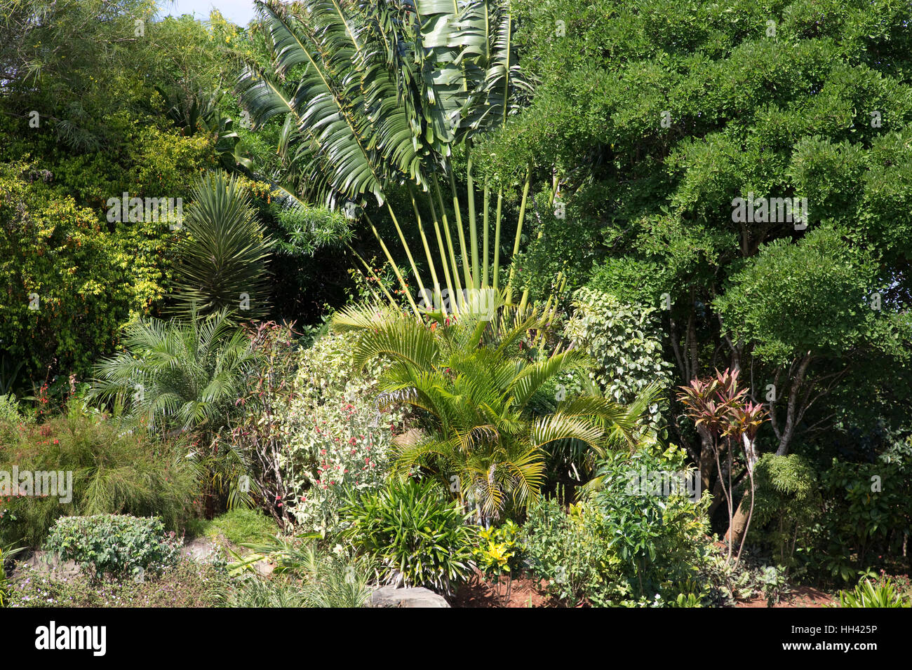 Pflanzenvielfalt in privaten tropischen Garten Mombasa Kenia Stockfoto