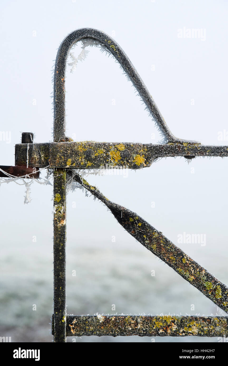 Öffentlichen Fußweg Tor in ein reif in der Landschaft Oxfordshire abgedeckt. UK Stockfoto