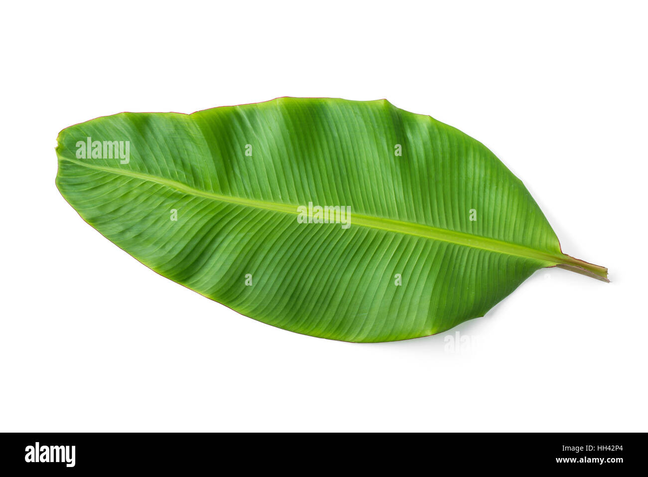 Bananenblatt isoliert auf weißem Hintergrund Stockfoto