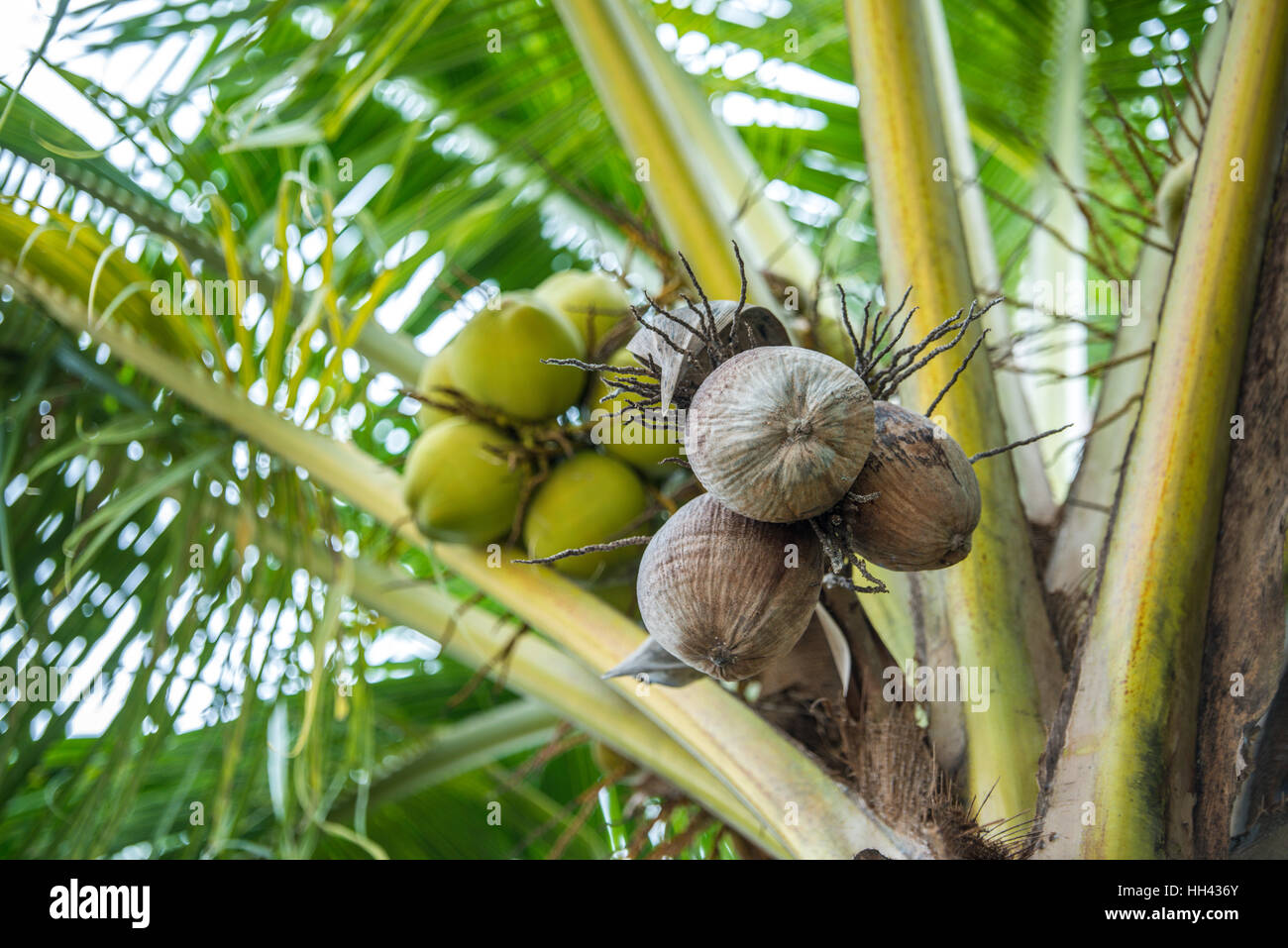 Kokospalme mit braunen Kokosnuss Stockfoto