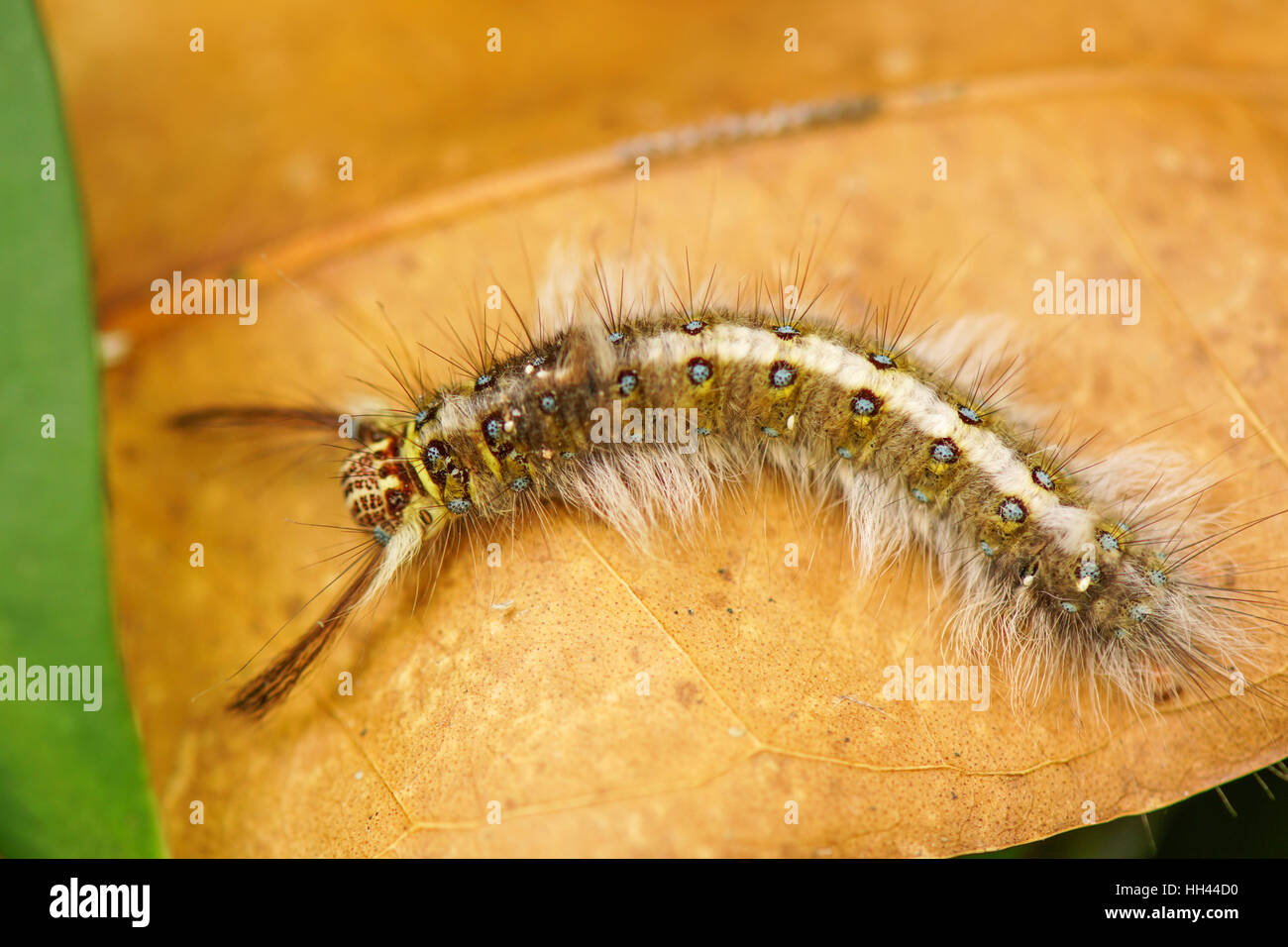 behaarte Raupe auf dem trockenen Blatt Stockfoto