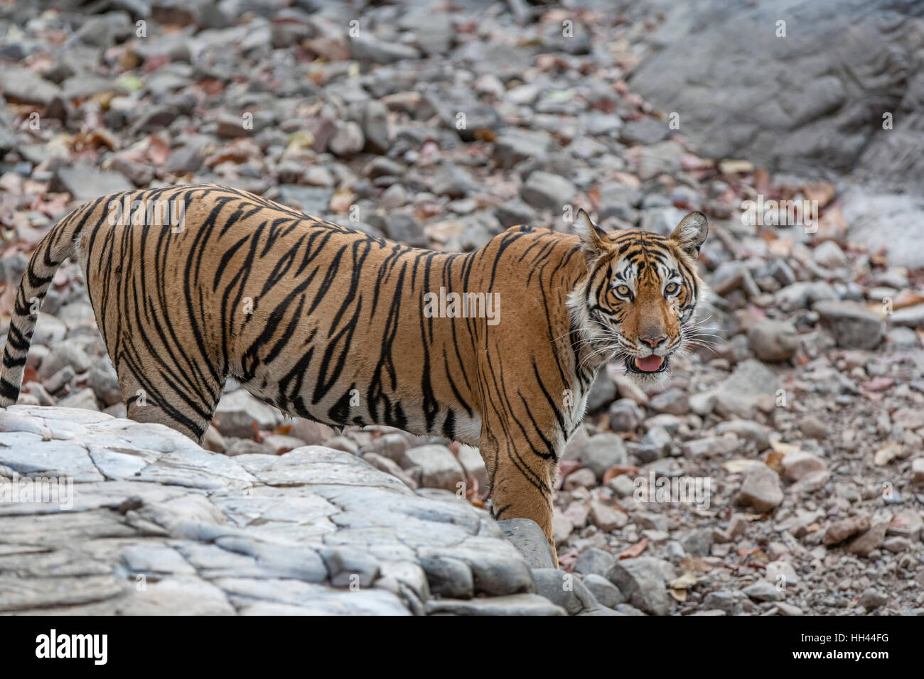 Bengalische Tigerin auf einem Felsen am Ranthambhore Wald, Rajasthan (Panthera Tigris) Stockfoto