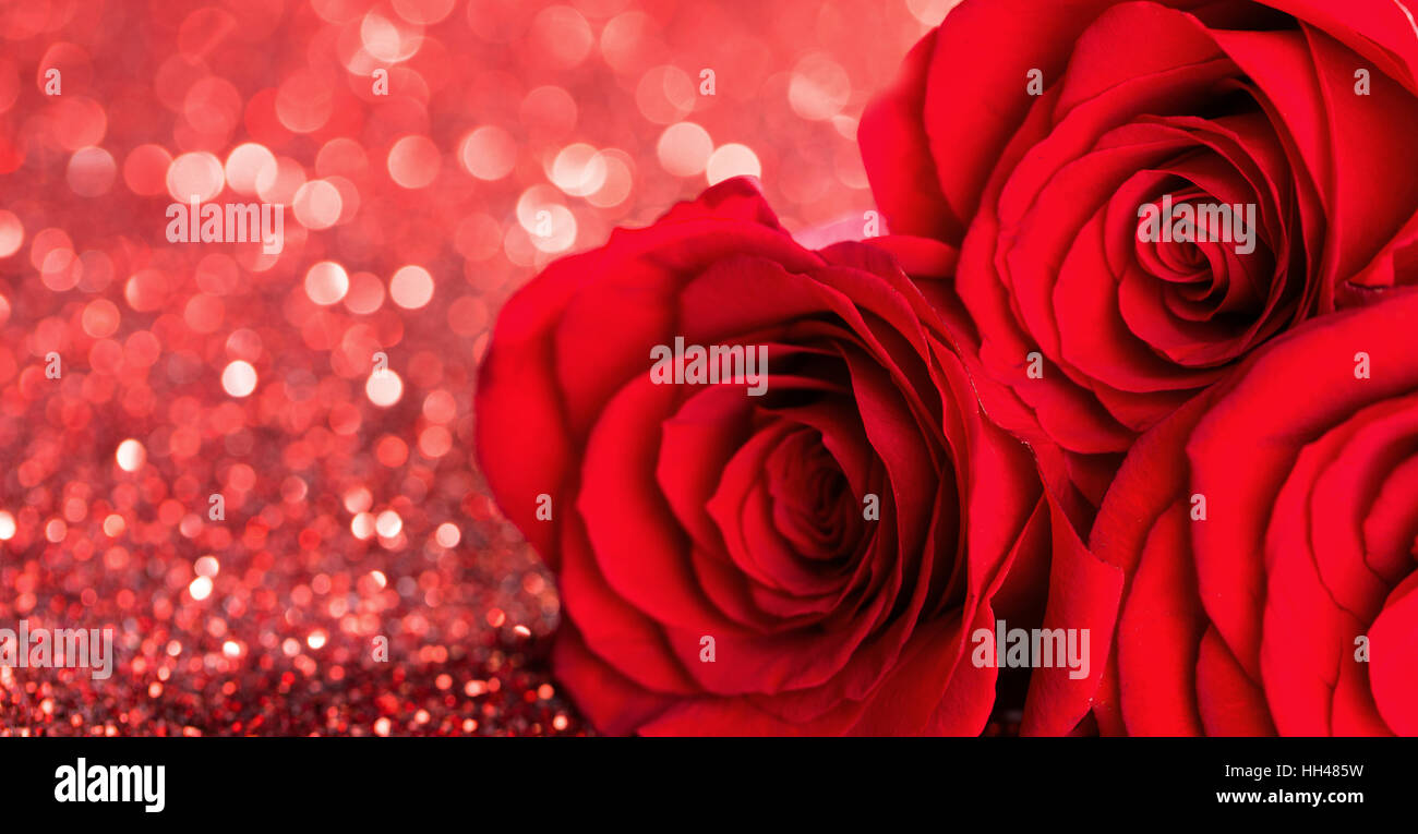 Drei schöne rote Rosen auf Glitzer Hintergrund Stockfotografie - Alamy