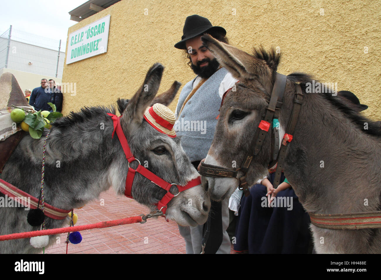 Teneriffa, Spanien. 15. Januar 2017. Tiere vor der in die traditionelle Wallfahrt von Sankt Antonio in Arona, Tenerife Süd Spanien gesegnet. Bildnachweis: Mercedes Menendez/Pacific Press/Alamy Live-Nachrichten Stockfoto