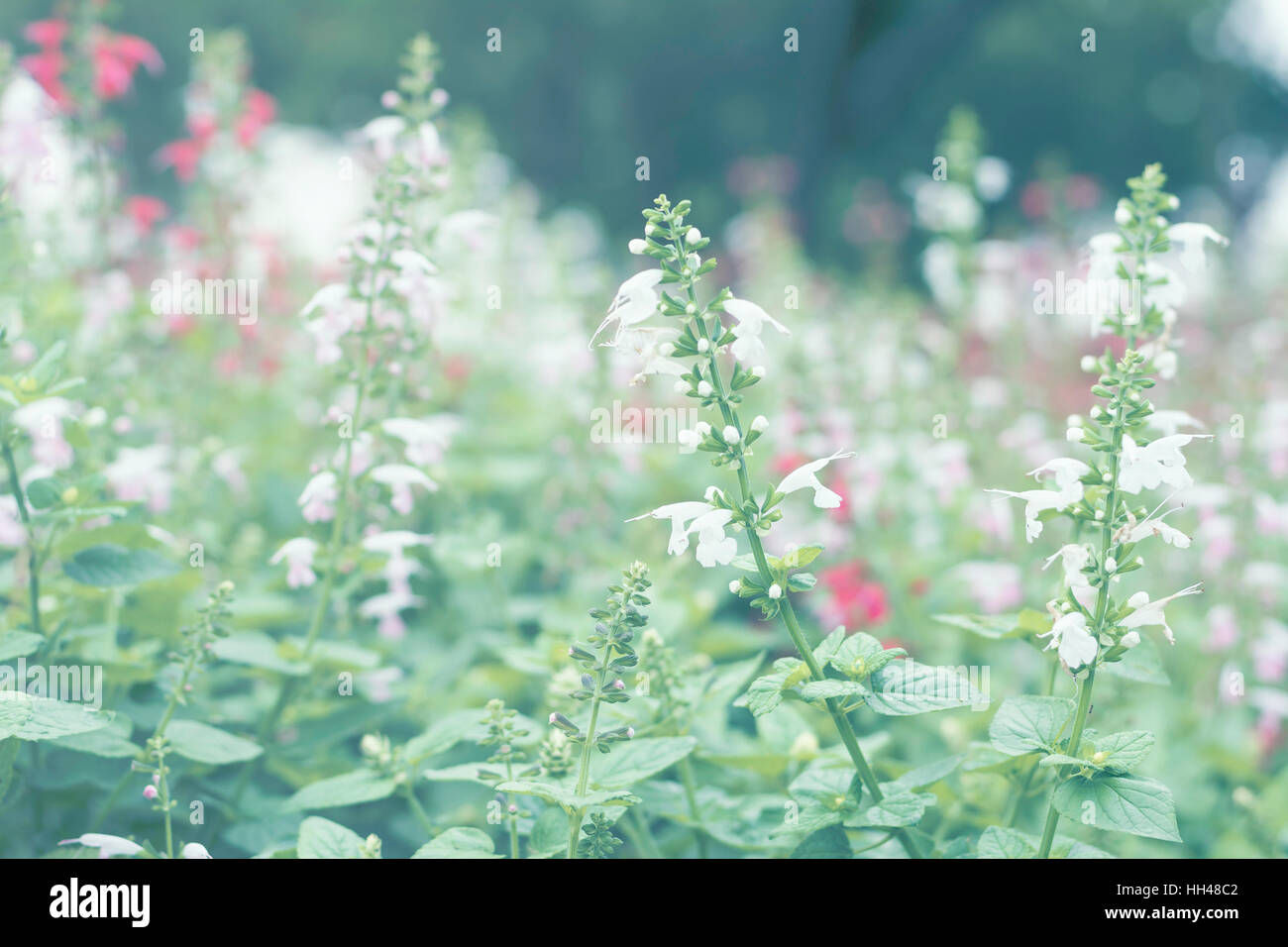Selektiven Fokus Blumen Hintergrund. Herrliche Aussicht auf bunte Blüte in den Garten und grünen Rasen-Landschaft am Wintertag Stockfoto