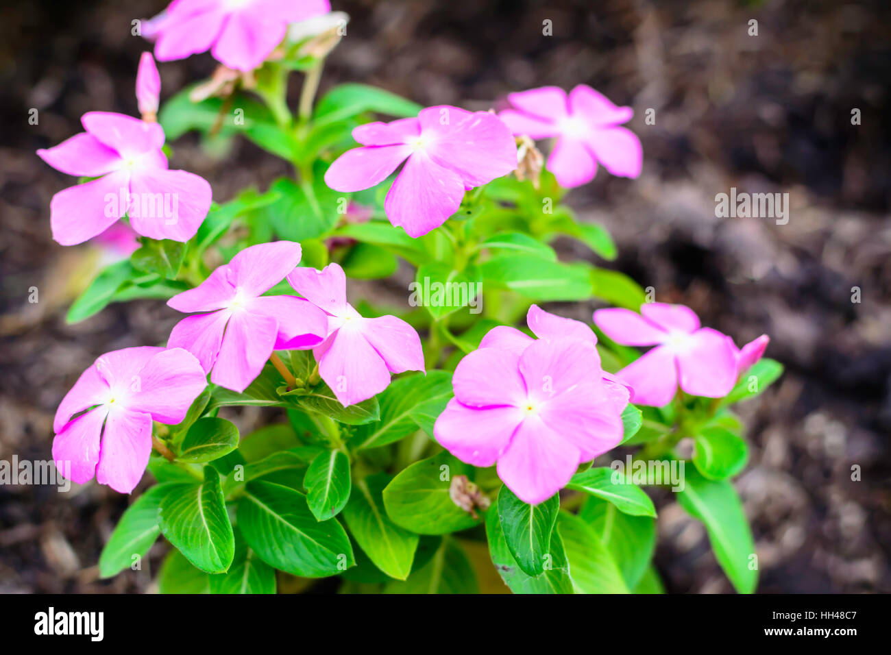 Selektiven Fokus Blumen Hintergrund. Herrliche Aussicht auf bunte Blüte in den Garten und grünen Rasen-Landschaft am Wintertag Stockfoto