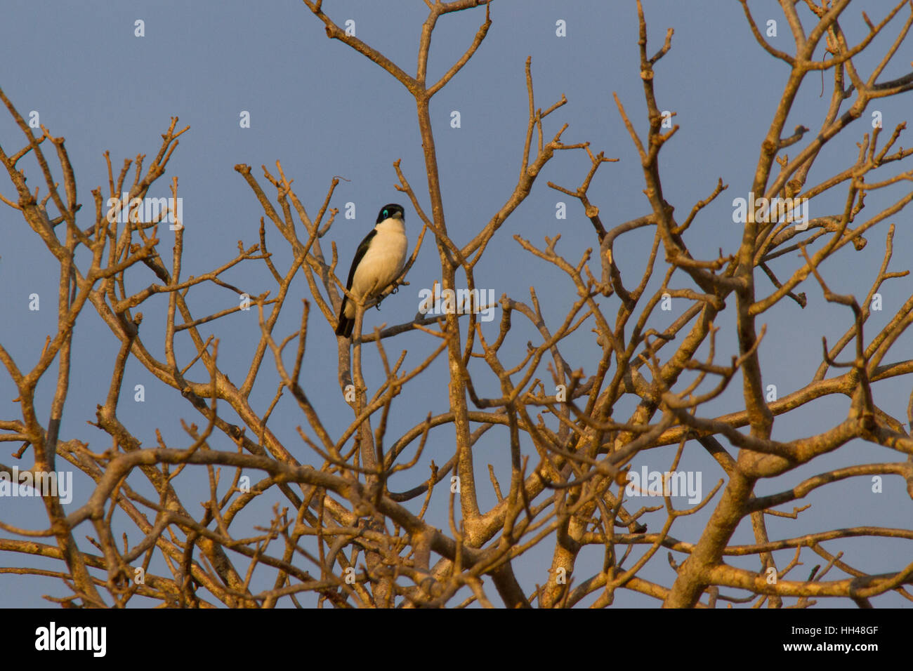 Chabert vanga (leptopterus Chabert), auch als chaberts Vanga Stockfoto