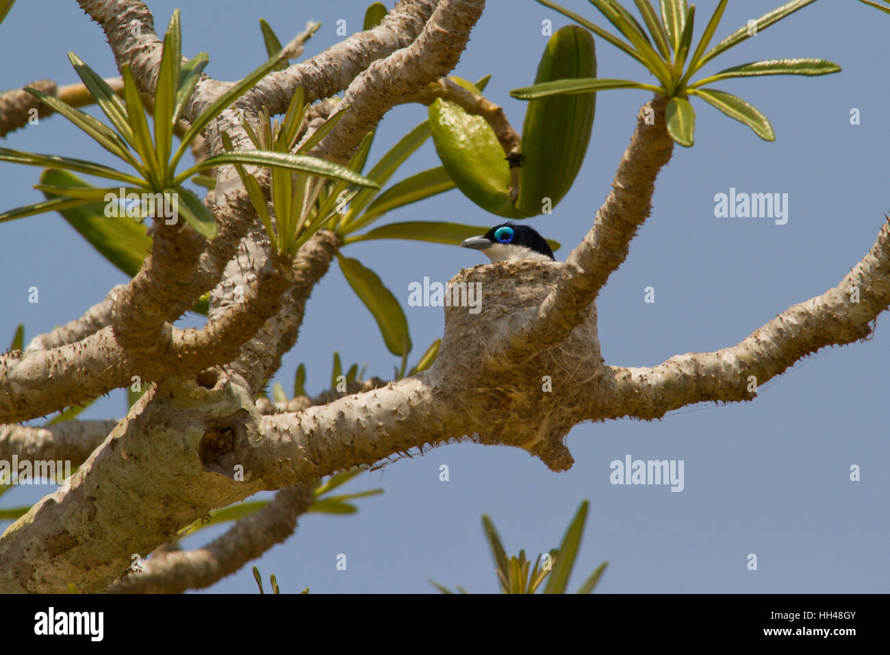 Chabert vanga (leptopterus Chabert), auch als chaberts Vanga sitzen auf einem Nest Stockfoto