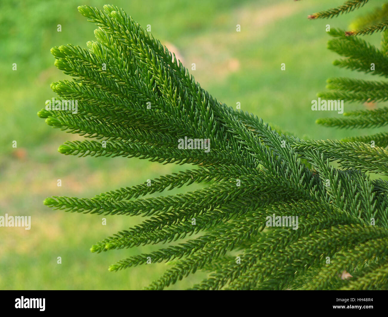 Textur von Cook Pine Tree Green Leaves zugemacht Stockfoto