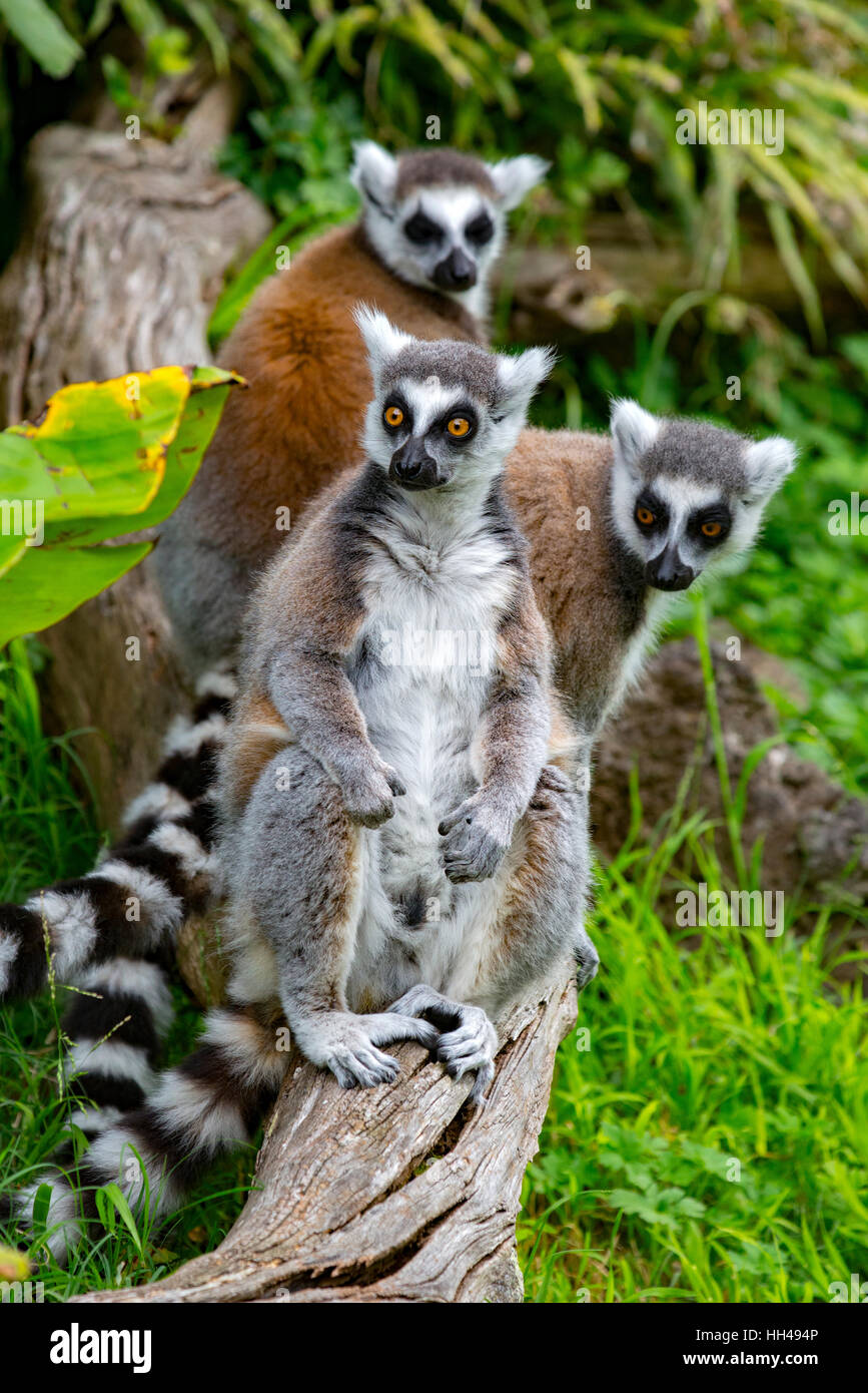 Ring tailed Lemuren, Auckland Zoo, Auckland, Neuseeland. Stockfoto