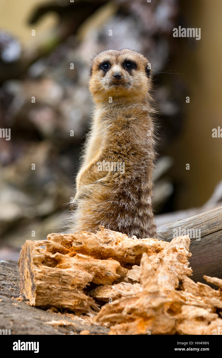 Erdmännchen, Auckland Zoo, Auckland, Neuseeland. Stockfoto