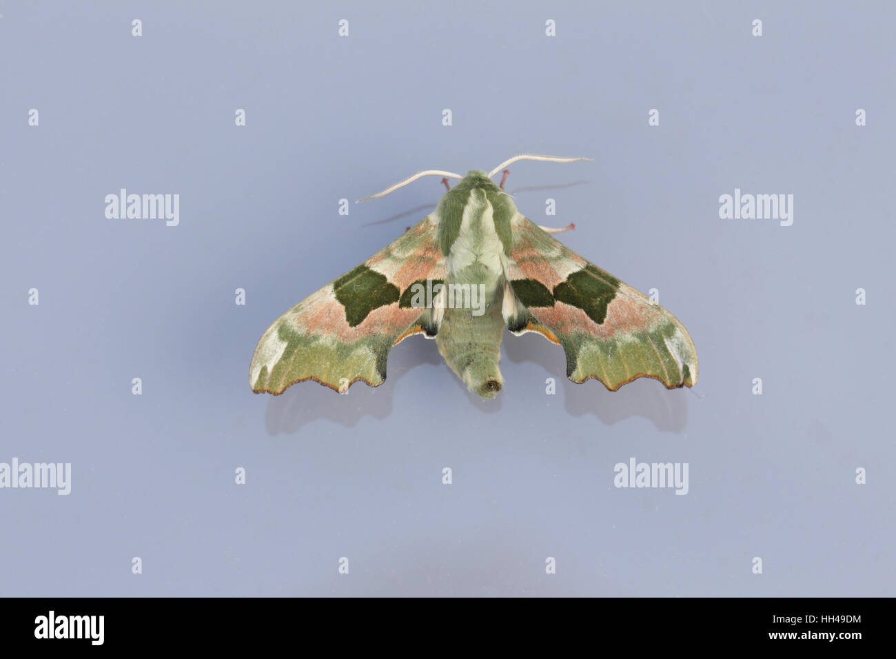 Lime Hawk-Moth (Mimas Tiliae), auf einer reflektierenden Oberfläche grau Stockfoto
