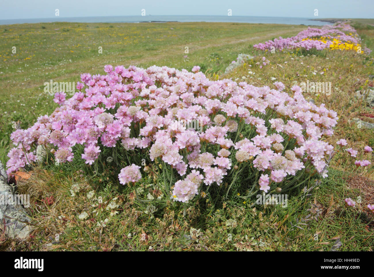 Sparsamkeit (Armeria Maritima), eine gemeinsame entlang der Küsten des westlichen Großbritannien rosa Blume Stockfoto
