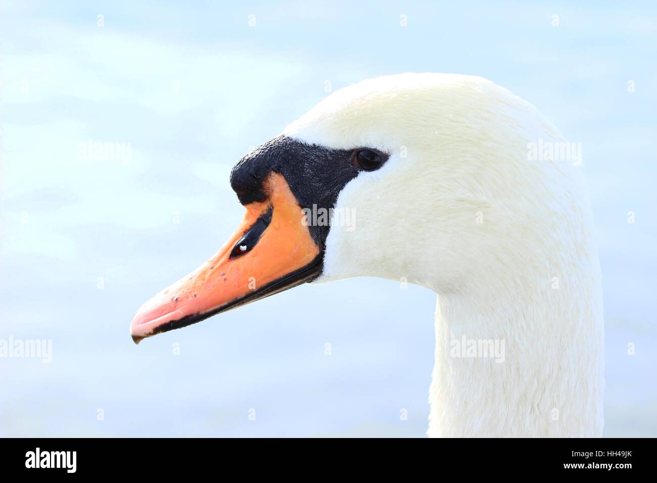 Schwan ist hautnah Stockfoto