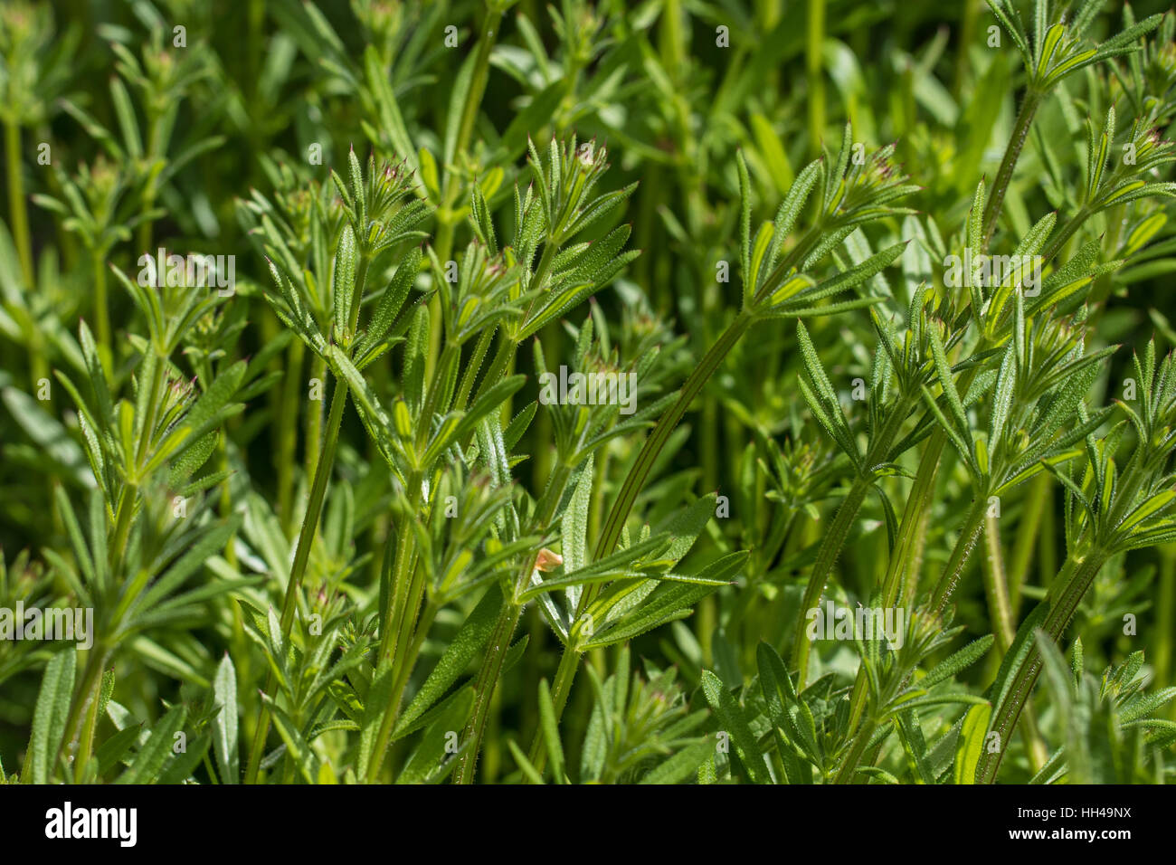 Klettenlabkraut (Galium Aparine) Stockfoto