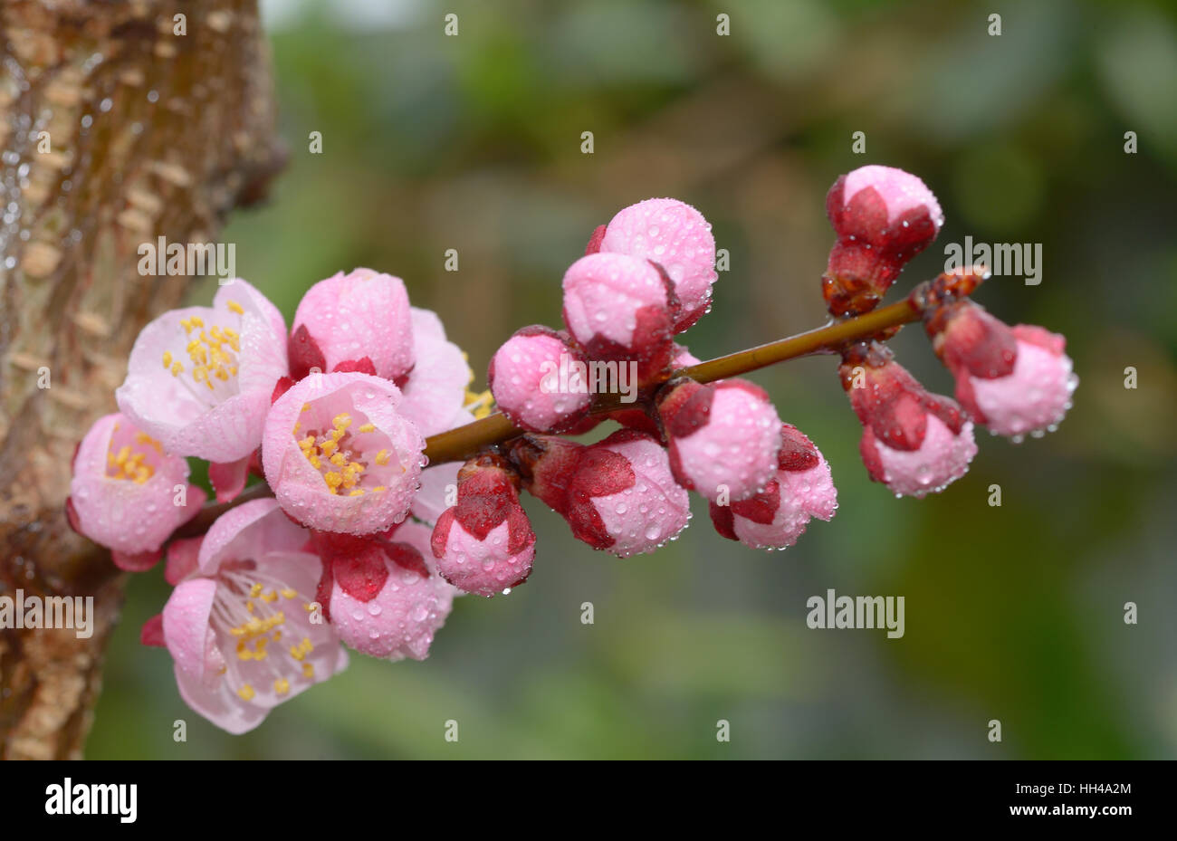 Frisch, rosa, weich Kirschbaum Frühlingsblüten und Tautropfen Stockfoto