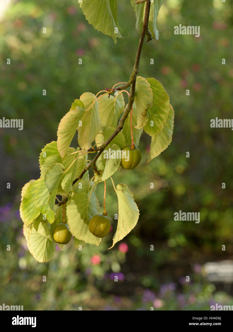 Taschentuchbaum Davidia Involucrata Früchte Stockfoto