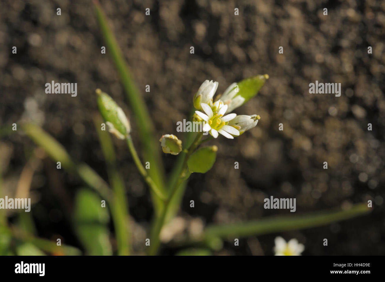 Kahl Whitlowgrass, Erophila glabrescens Stockfoto