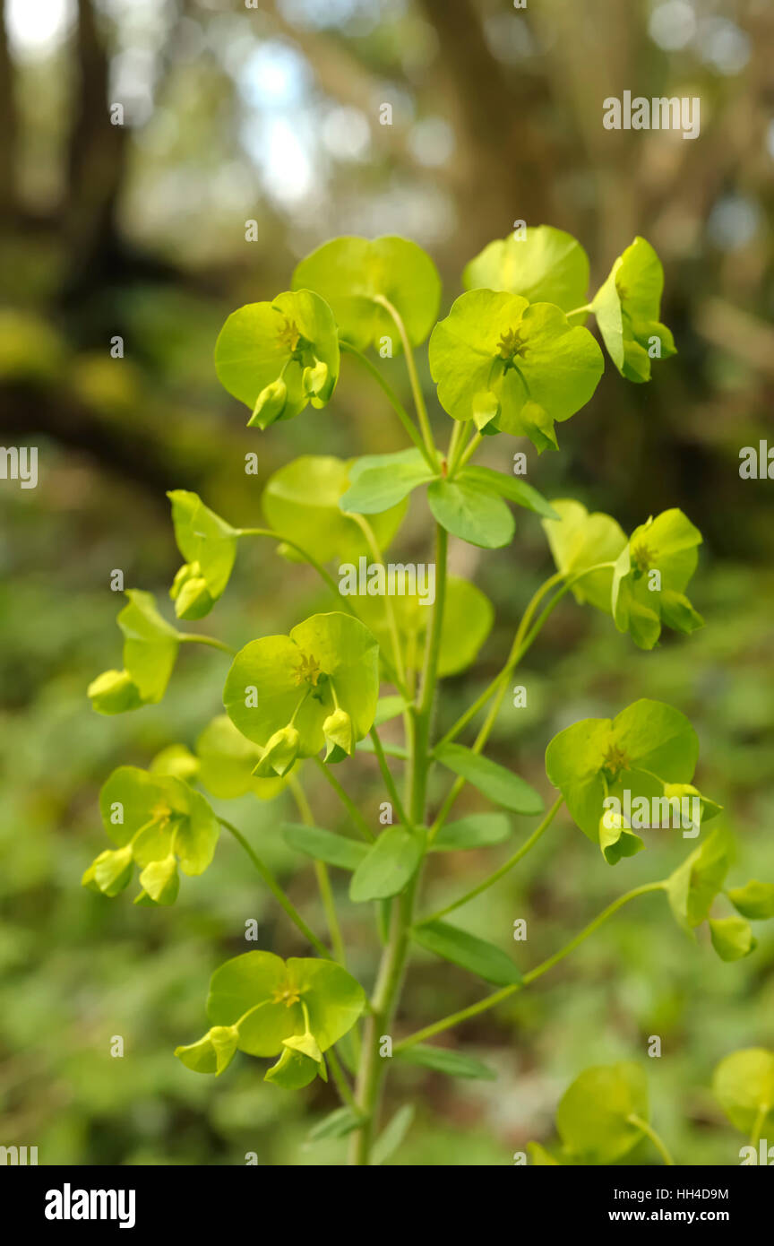 Holz-Wolfsmilch, Euphorbia amygdaloides Stockfoto