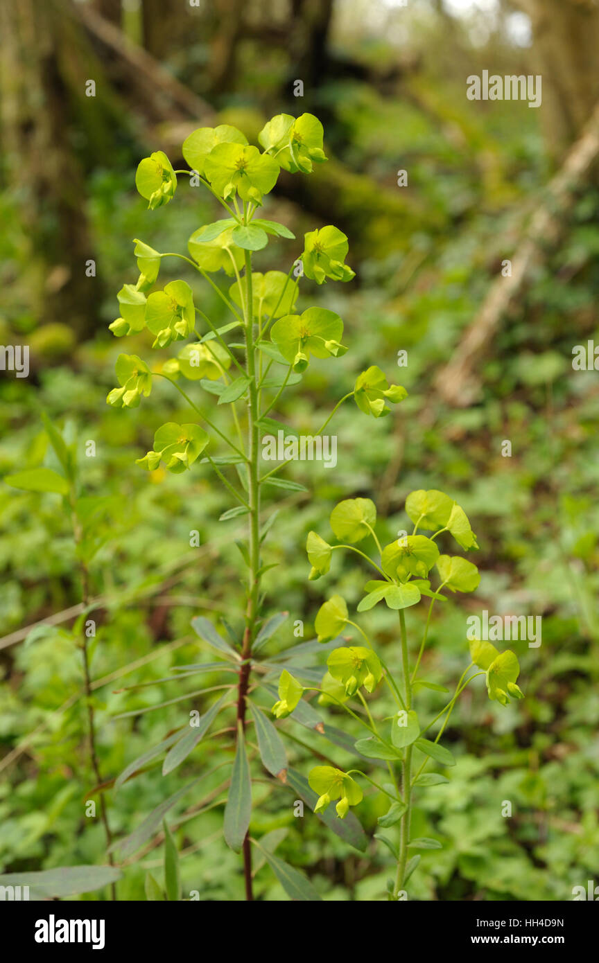 Holz-Wolfsmilch, Euphorbia amygdaloides Stockfoto