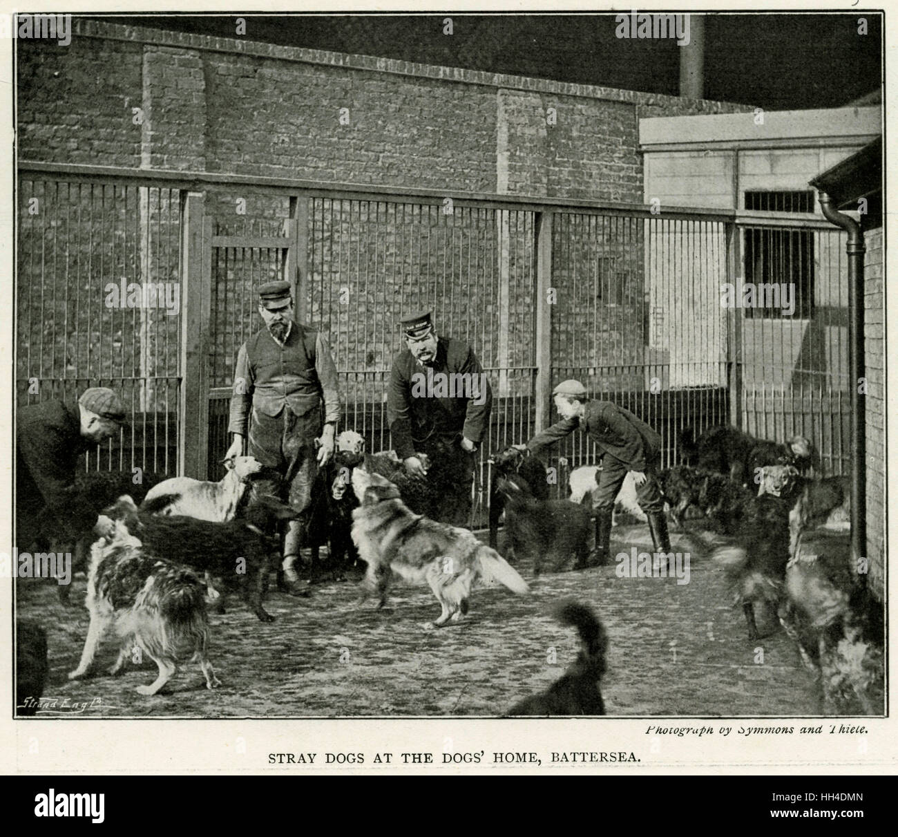 Battersea Hunde zuhause, London streunende Hunde hereingebracht. Stockfoto