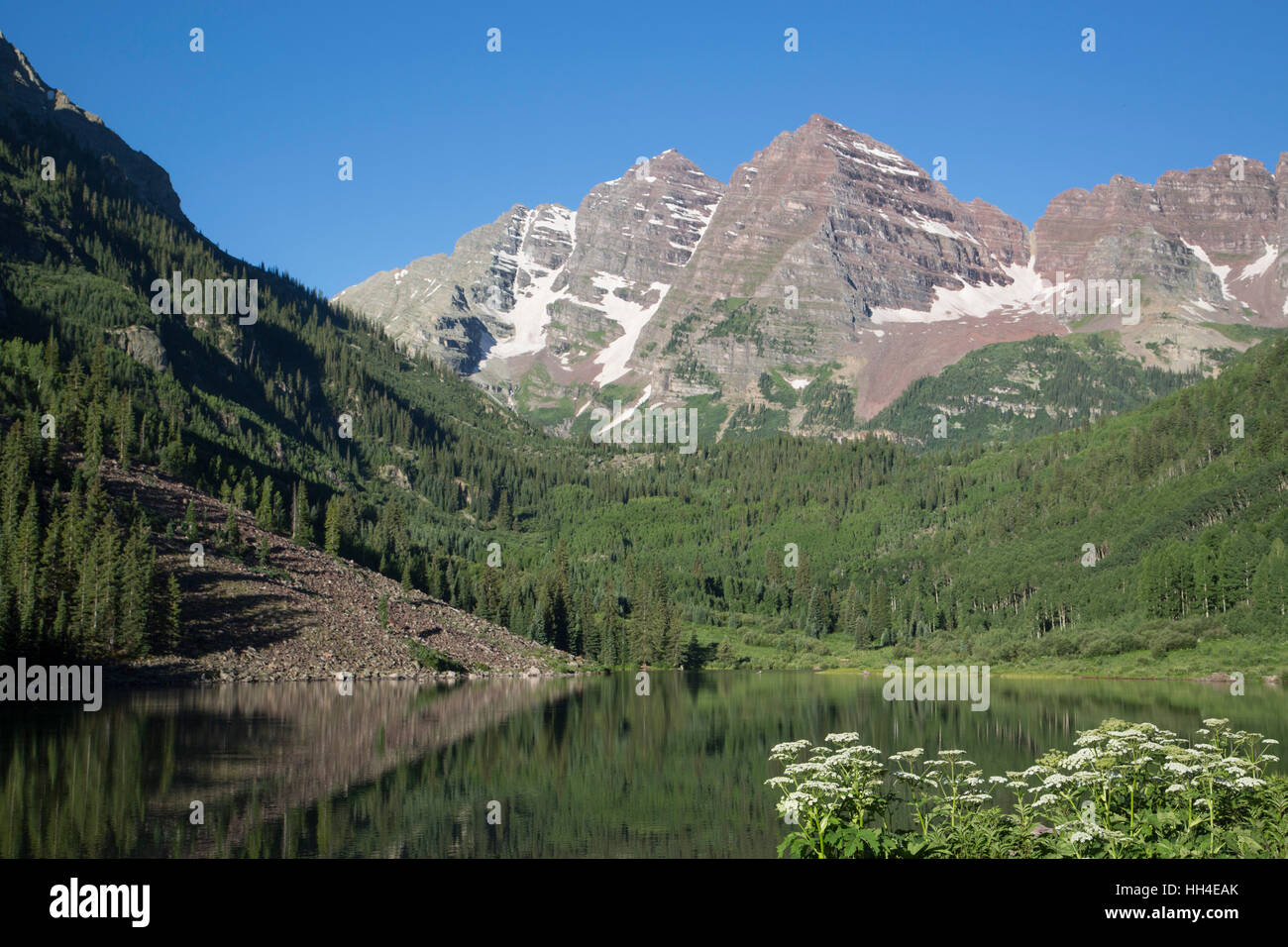 Colorado Wildblumen (Vordergrund), Maroon Lake, Maroon Bells Peaks (Hintergrund), Maroon Bells Scenic Area, Colorado, USA Stockfoto
