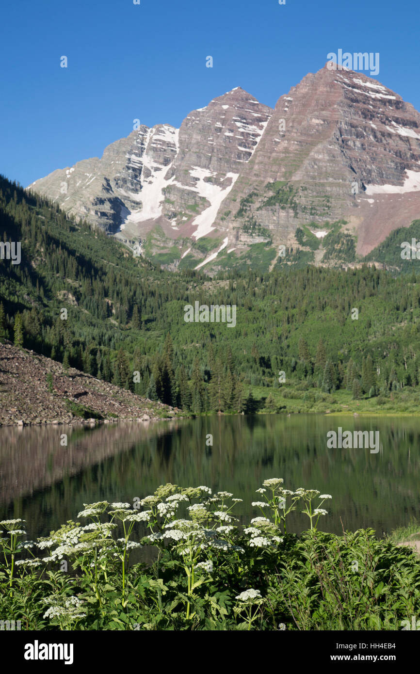 Colorado Wildblumen (Vordergrund), Maroon Lake, Maroon Bells Peaks (Hintergrund), Maroon Bells Scenic Area, Colorado, USA Stockfoto