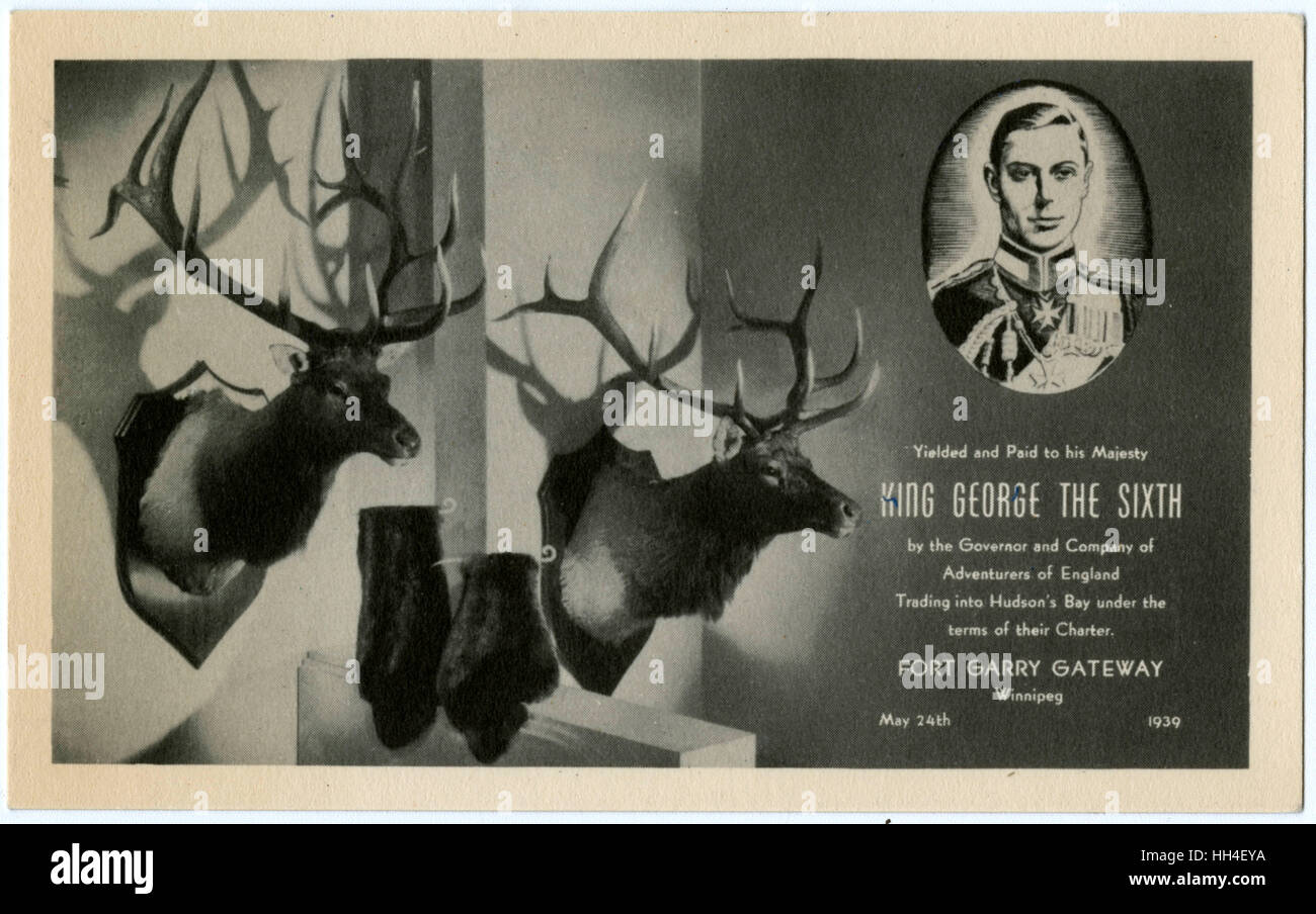 Zwei montierte Hirschköpfe und Biberpelze, die König George gegeben wurden Stockfoto