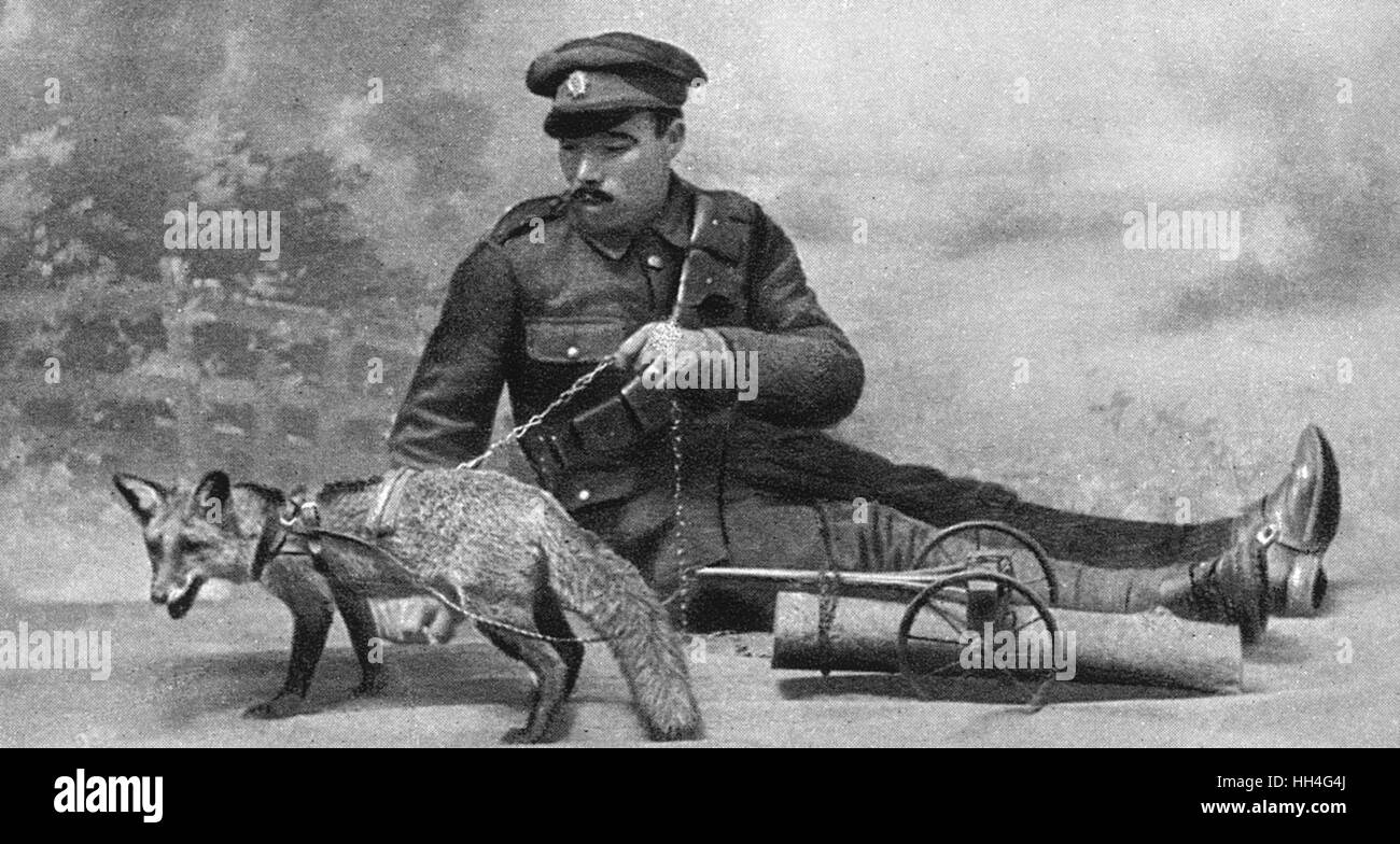 WW1 Maskottchen: ein Fuchs in einem Kabelbaum Stockfoto