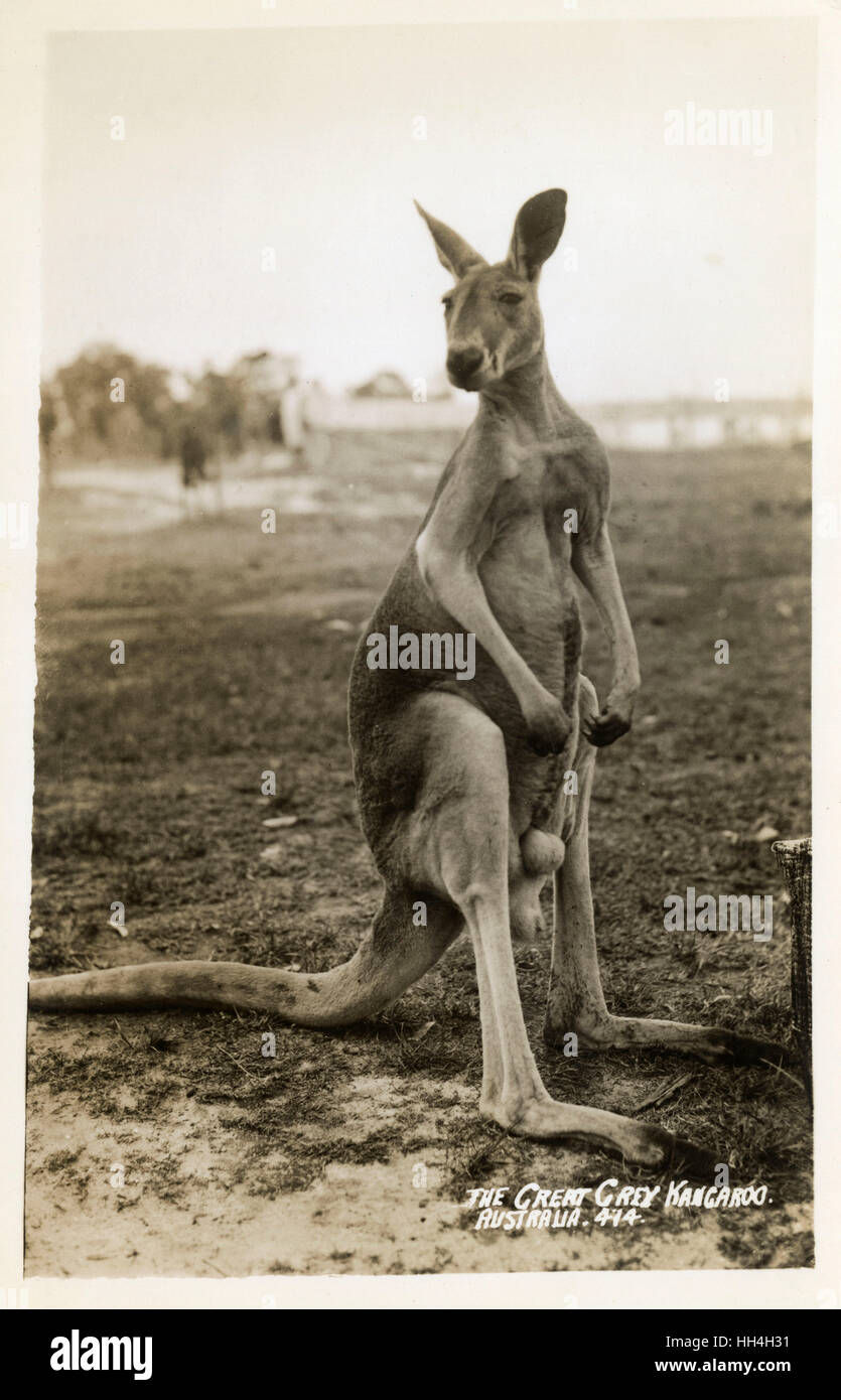 Australien - Great Grey Känguru Stockfoto