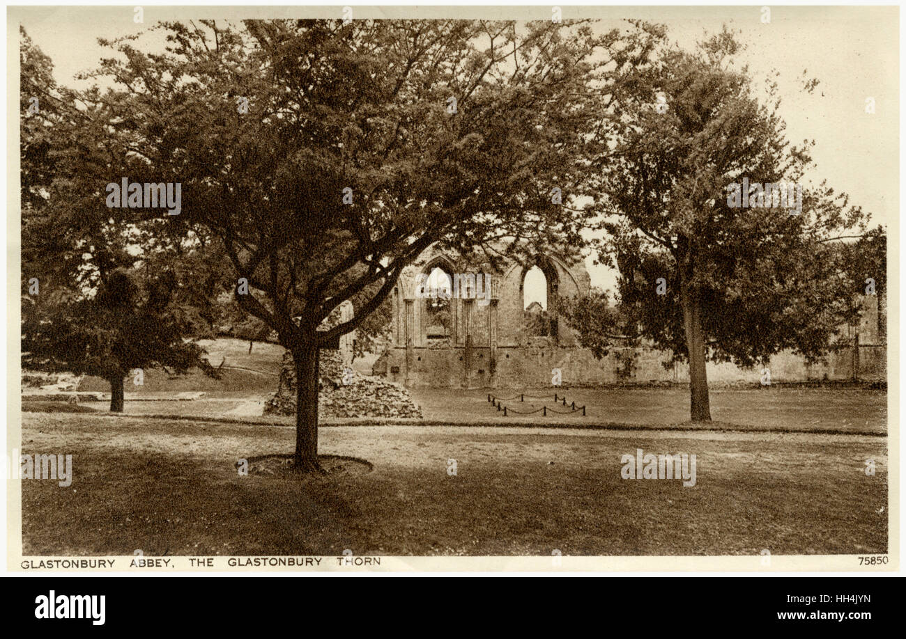 Glastonbury, Somerset, Der Glastonbury Thorn Stockfoto